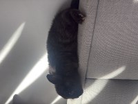 Cüce tavşan