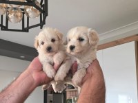 Oyuncu Bebek Köpeklerim