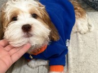 4 aylık maltipoo
