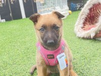 2.5 Aylık malinois tuvalet eğitimi var agrasifliği yoktur