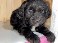 Toy poodle dişi ve erkek yavrular