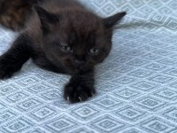 Sahiplendirme british shorthair