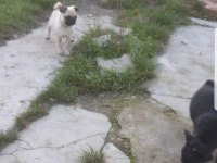 SIFIR BURUN ERKEK SİYAH VE DİŞİ KREM PUG