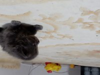 1buçuk 2 aylık İran yavruları