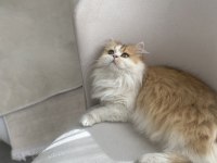 Muhteşem güzellikte british longhair