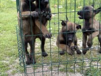 Belçika malinois 57 günlük