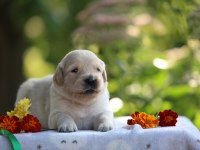 Golden Retriever Adrese Teslim Kapıda Ödeme Yapabilirsiniz