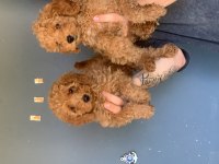 Burkem çiftliğimizden safkan toy poodle