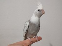 Erkek yavru sultan papağanlar