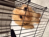 Sevimli ve akıllı köpeğime ACİL yuva arıyorum