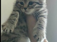 yakışıklı scottish fold yavrum