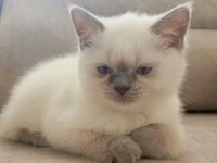 British Shorthair Bluepoint 2 aylık yavrular