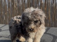 Safkan Labradoodle bebekler