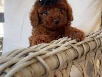 Ev ortamında red brown kore poodle yavrum
