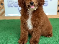 Maltipoo Bebekler Referans Yavru