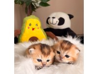 Golden British Shorthair Bebekler