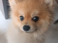 Ukrayna Safkan Pomeranian