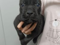 Cane corso yavrular ırk garantili