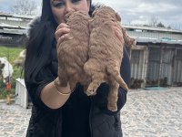 Ufacık toy poodle yavrularım