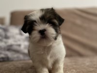 2.5 aylık yorkshire terrier mila