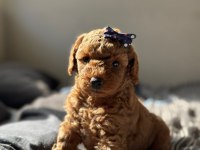 ERKEK DİŞİ POODLE BEBEKLER