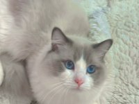 Anne Altından Safkan Ragdoll Yavru Kediler