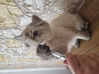 Yavru bebekler british longhair