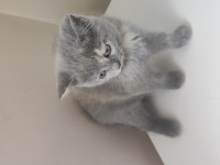 2 aylık british shorthair yavrular