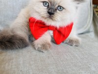 BALLI LOKUM KEDİLER