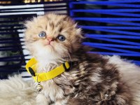 Scottish Fold Longhair Golden Tabby