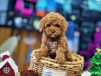 Yurt dışı girişli üst vasıf poodle bebekler