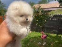 Ayı surat erkek pomeranian