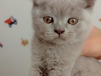 British Shorthair Mutluluk Dağıtıyoruz