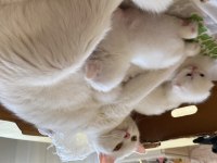 British shorthair cinsi kedimi sahiplendiriyorum