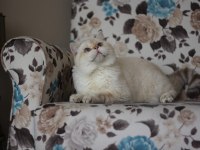 Erkek golden point british shorthair