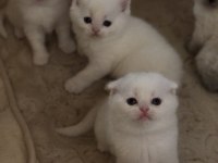 Dünya tatlıları scottish fold ballarım