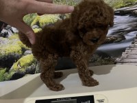Harika Kore Poodle Yavrusu