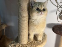 Golden british shorthair yavrularım