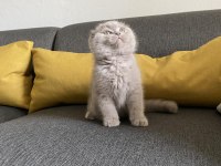 Lilac Scottish fold cinsi yavrumuza aile arıyoruz