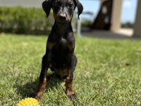 Doberman yavruları yeni yuvalarına gitmeye hazırlat