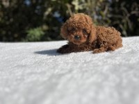 Kore Kan Aşılı Bebek Köpekler