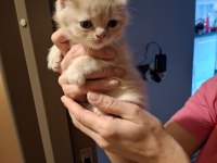 50 günlük scottish fold bebekler