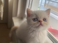 Yakışıklı yaklaşık 2 aylık chinchilla bebek