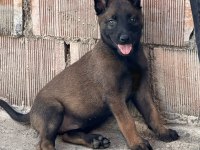A Kalite Erkek Ve Dişi Belçika Malinois