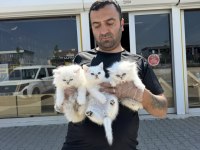 SCOTTISH FOLD VE BRITISH SHORTHAIR YAVRULARI ANKARA