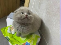 2 aylık scottish fold