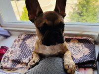 FRENCH BULLDOG BEBEĞİME YENİ YUVA ARIYORUM
