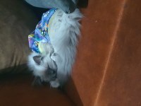 Ragdoll kedime yeni yuva arıyorum