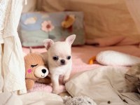 APPLE FACE ÇANTA BOY CHİHUAHUA