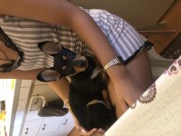 Yavru Pinscher 5 Aylık